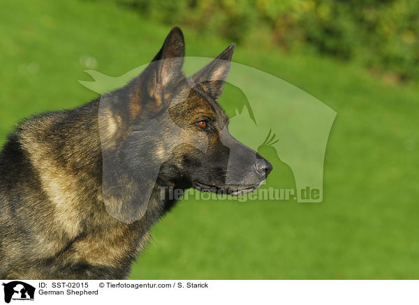 German Shepherd / SST-02015
