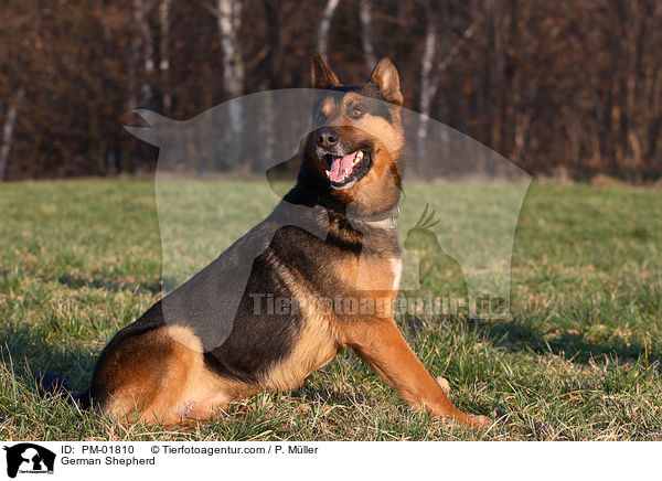 German Shepherd / PM-01810