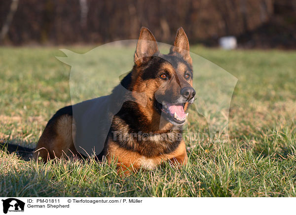 German Shepherd / PM-01811