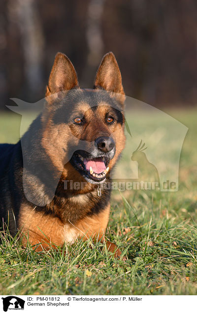 German Shepherd / PM-01812