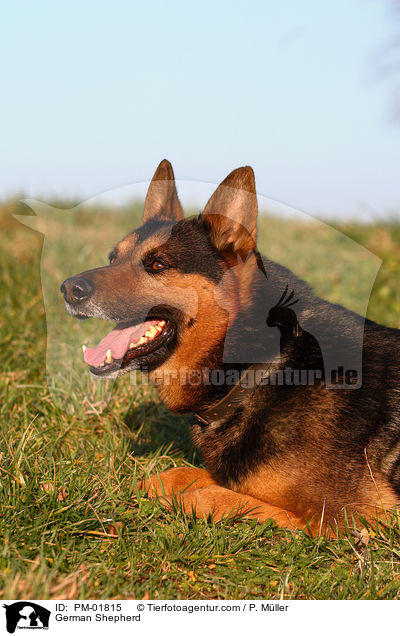 German Shepherd / PM-01815