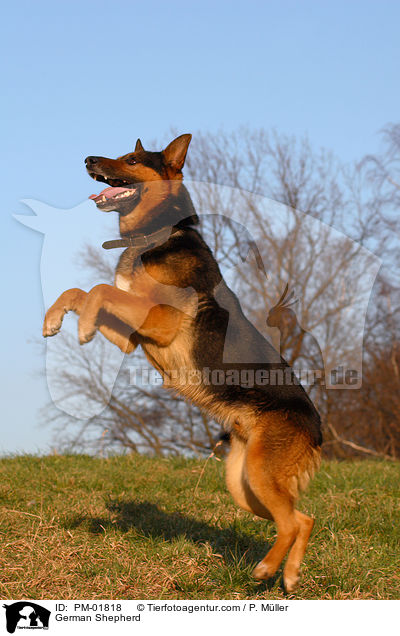 German Shepherd / PM-01818