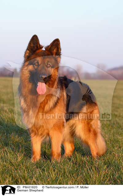 German Shepherd / PM-01820