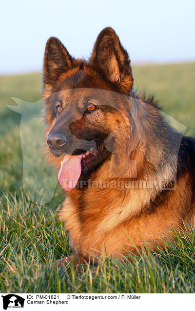 German Shepherd / PM-01821
