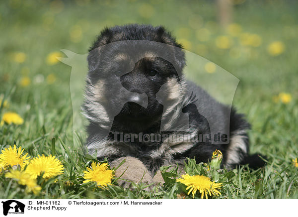Shepherd Puppy / MH-01162