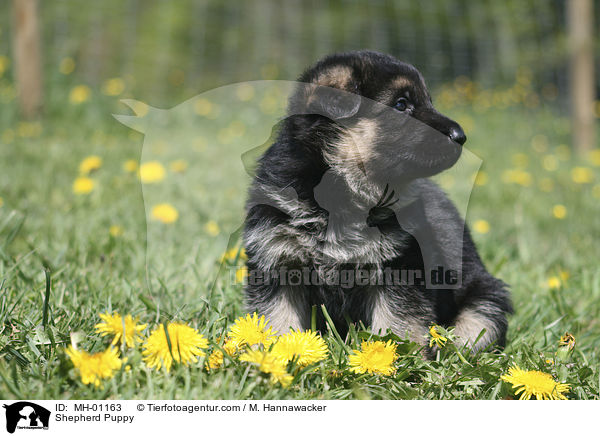 Shepherd Puppy / MH-01163