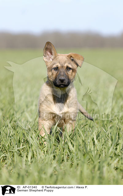 German Shepherd Puppy / AP-01340