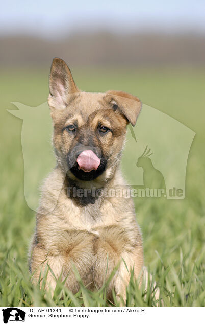German Shepherd Puppy / AP-01341