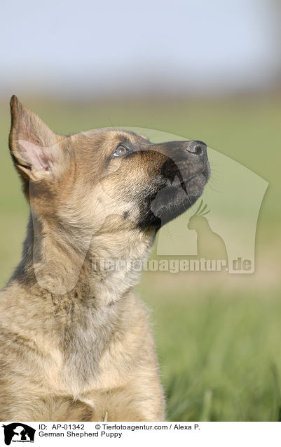 German Shepherd Puppy / AP-01342