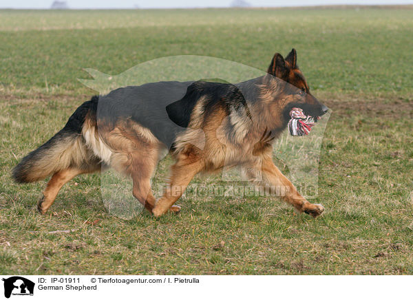German Shepherd / IP-01911