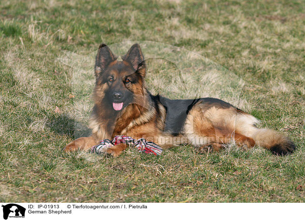 German Shepherd / IP-01913