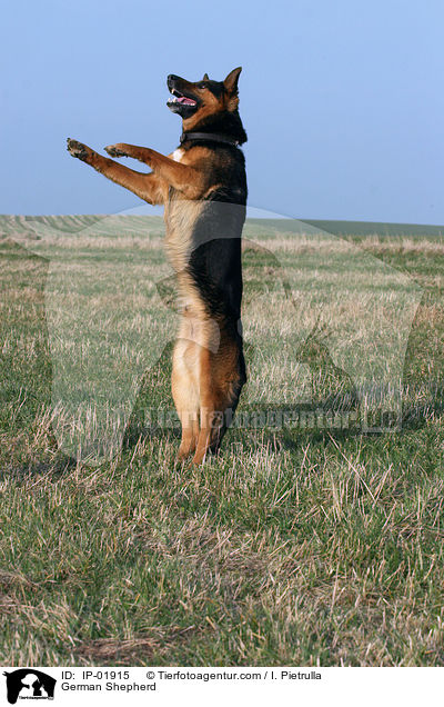 German Shepherd / IP-01915