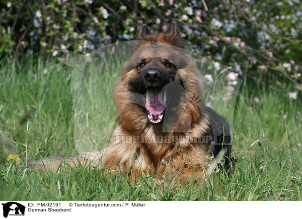 German Shepherd / PM-02191