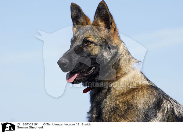 German Shepherd / SST-02161