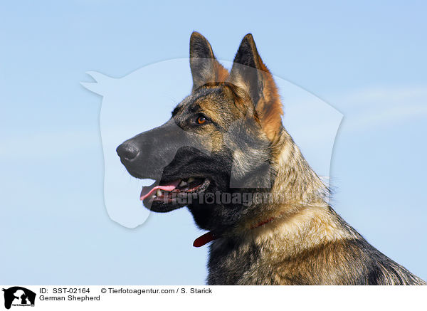 German Shepherd / SST-02164