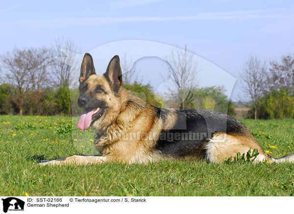 German Shepherd / SST-02166