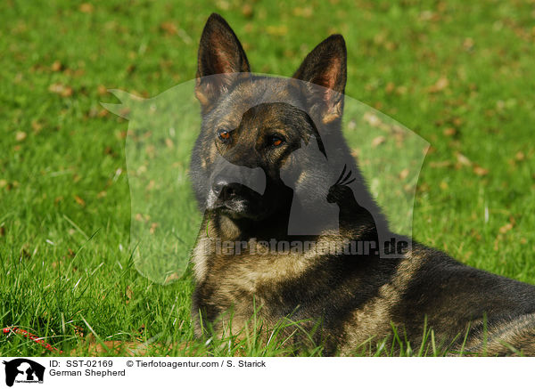 German Shepherd / SST-02169