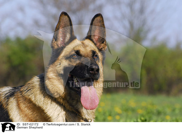 German Shepherd / SST-02172