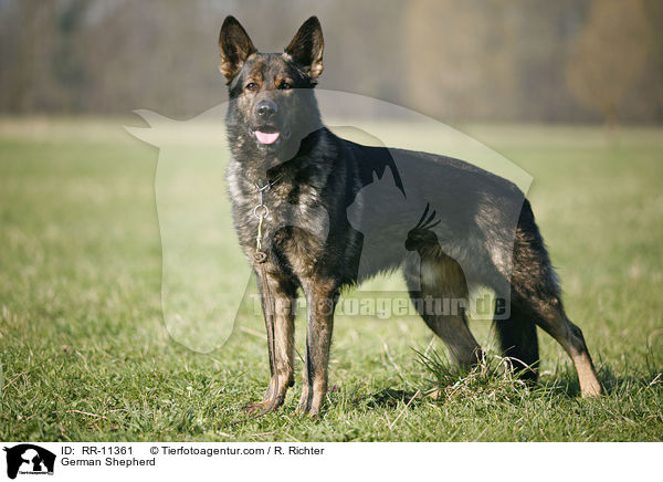 German Shepherd / RR-11361