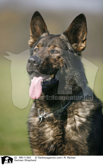 German Shepherd / RR-11363