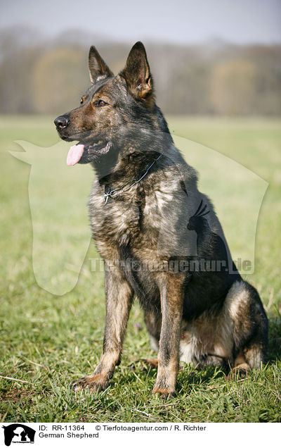 German Shepherd / RR-11364