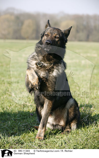 German Shepherd / RR-11365