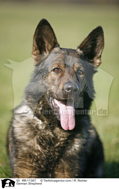 German Shepherd / RR-11367