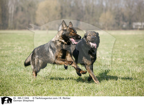 German Shepherd / RR-11369