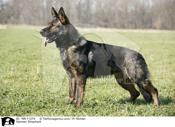 German Shepherd / RR-11370