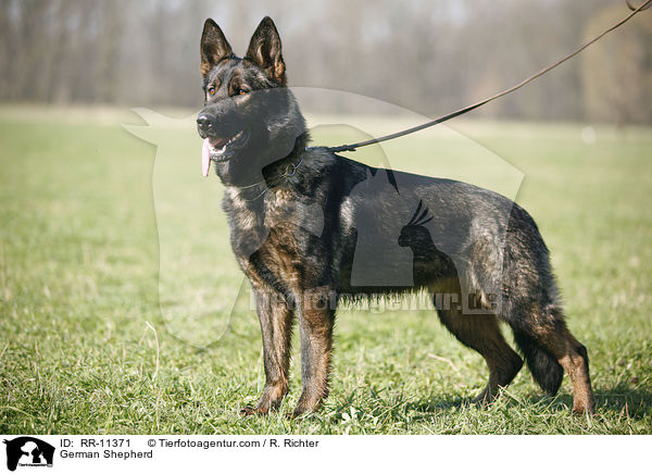 German Shepherd / RR-11371