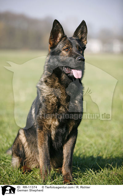 German Shepherd / RR-11374