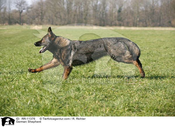 German Shepherd / RR-11376