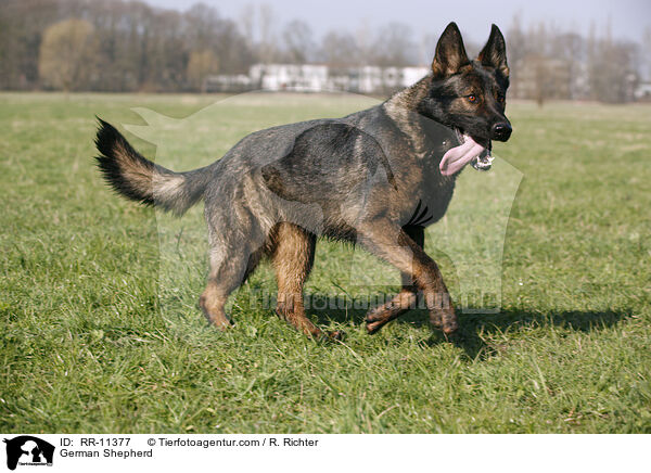 German Shepherd / RR-11377
