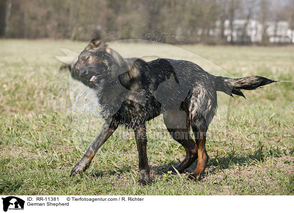 German Shepherd / RR-11381