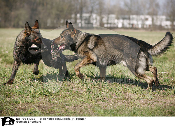German Shepherd / RR-11382