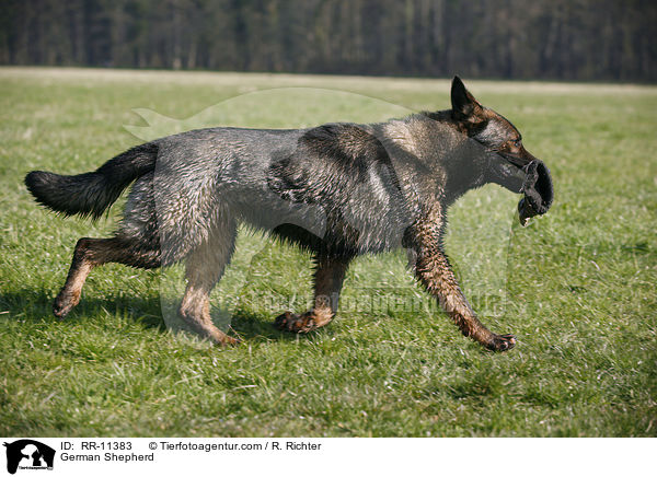 German Shepherd / RR-11383