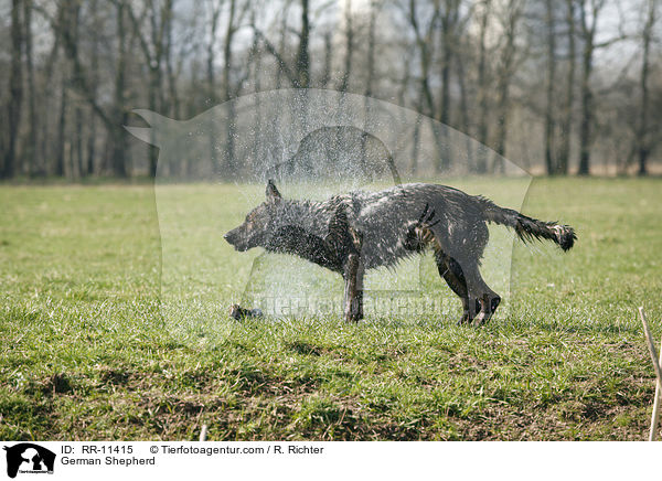 German Shepherd / RR-11415