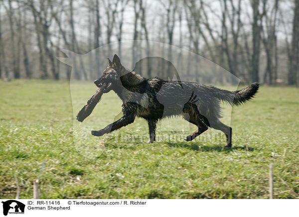 German Shepherd / RR-11416