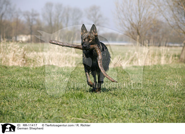 German Shepherd / RR-11417