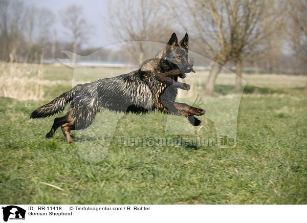 German Shepherd / RR-11418