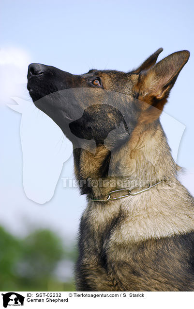 German Shepherd / SST-02232