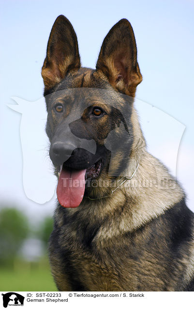 German Shepherd / SST-02233