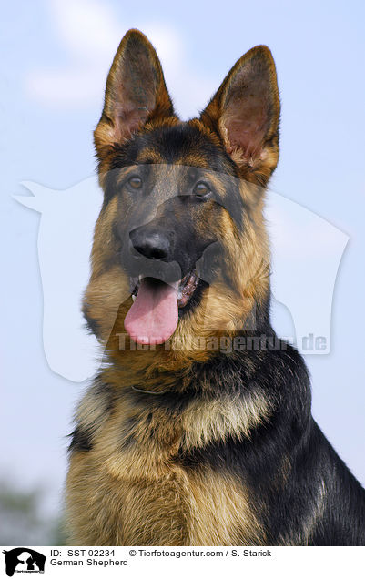 German Shepherd / SST-02234