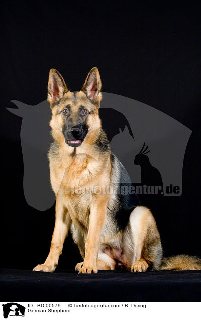 German Shepherd / BD-00579