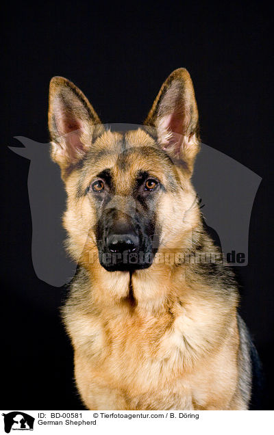 German Shepherd / BD-00581