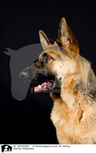 German Shepherd / BD-00582