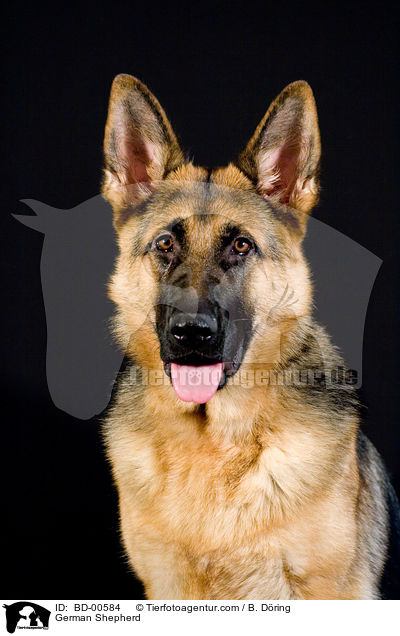 German Shepherd / BD-00584