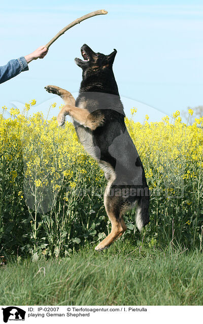 playing German Shepherd / IP-02007