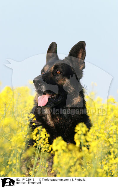 Deutscher Schferhund / german Shepherd / IP-02013