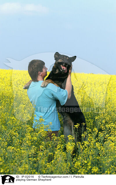 spielender Schferhund / playing German Shepherd / IP-02016